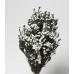 PHYLICA PRESERVED 12-22" White- SALE !!!
